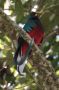 CostaRica06 - 030 * Resplendent Quetzal